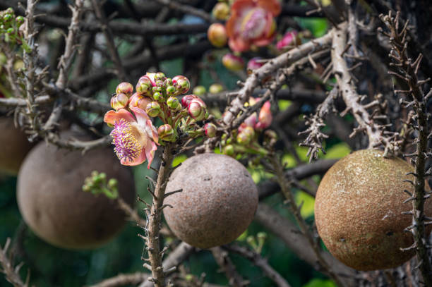 istock Couroupita guianensis, commonly know also known as the Cannonball tree as the fruit is spherical shaped with a woody shell, Mauritius 1927876355