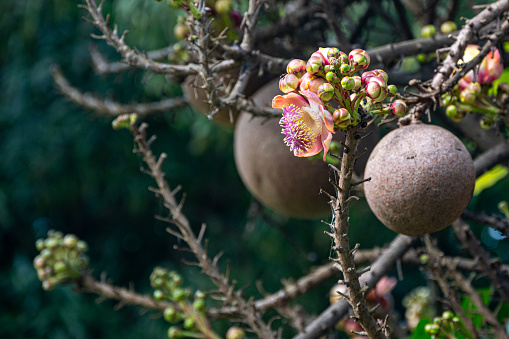 Couroupita guianensis, commonly know also known as the Cannonball tree as the fruit is spherical shaped with a woody shell, Mauritius, East Africa