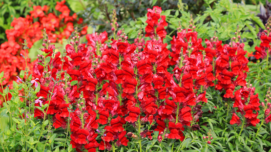 Snapdragon (Antirrhinum majus) flowerbed in the garden.