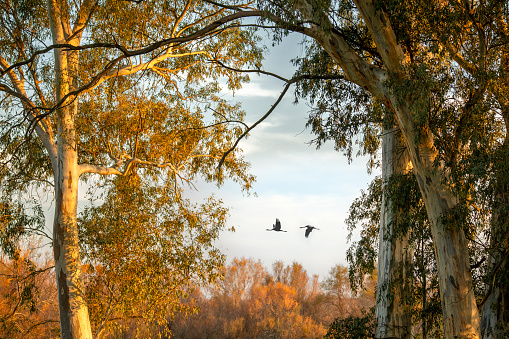 Natural landscape of eucalyptus trees with ducks flying in the Doñana National Park in Huelva, Andalusia, Spain