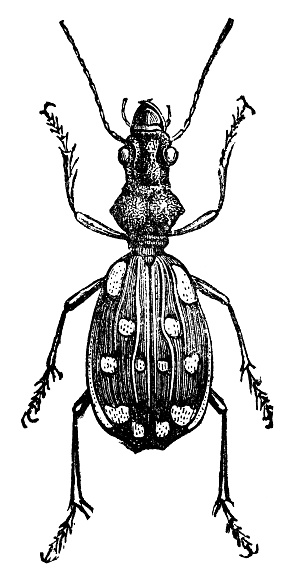 A saber-toothed ground beetle insect (anthia duodecimguttata). Vintage etching circa 19th century.