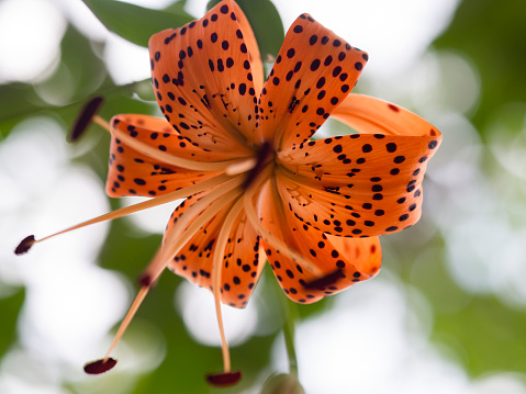 Orange Lily isolated on white background.