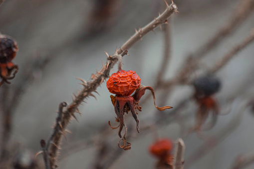 Closeup of withered berry of the prickly wild rose as a sad natural background