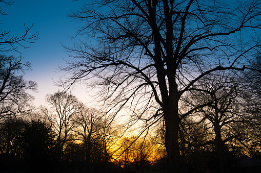Birch Tree Silhouettes and Sunset Sky