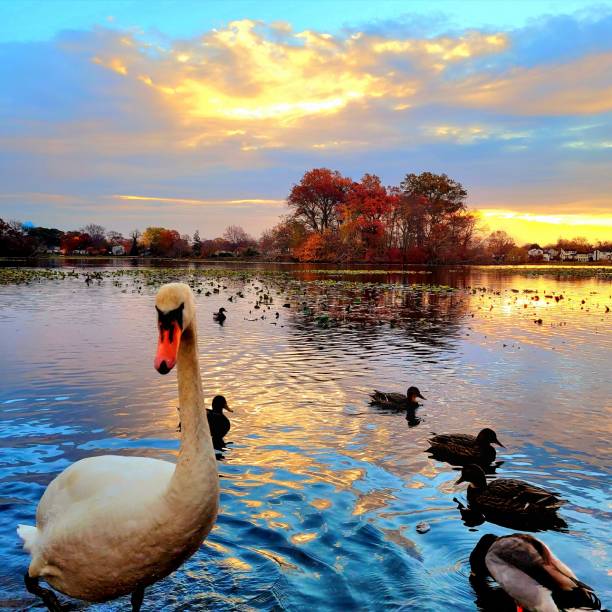 istock Swan sunrise at the lake 1927881876