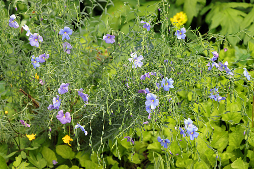 Linum usitatissimum (Gemeiner Lein) in a herb- and flower garden. Flax is one of the oldest cultivated plants.
