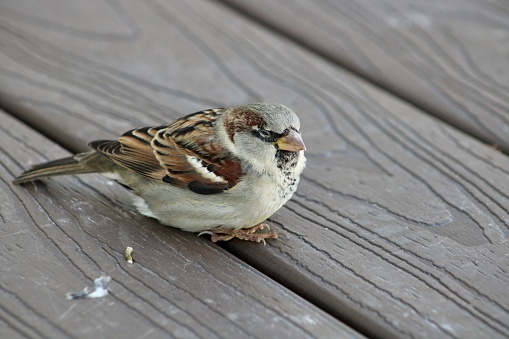 A house sparrow that is knocked out from flying into a window and is resting on a composite wood deck.