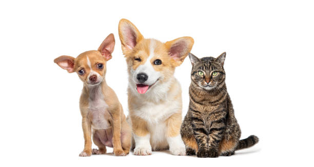 istock Friendly alert Pets together side by side in a row looking at the camera, isolated on white 1927882506