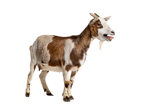 Close up portrait of a adult goat