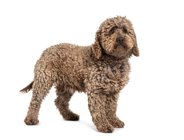 istock Lagotto Romagnolo dog, isolated on white 1927882534