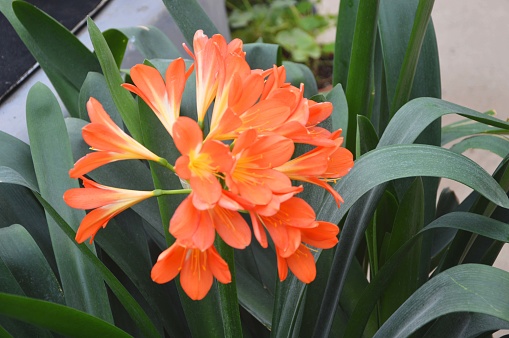 Blooming orange clivia. Lily plant flowers. Decorative flowers in the greenhouse.