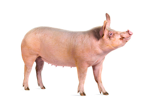 Side view of a Domestic pig looking up, isolated on white