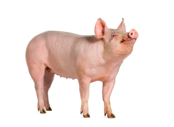 Side view of a Domestic pig looking up, isolated on white