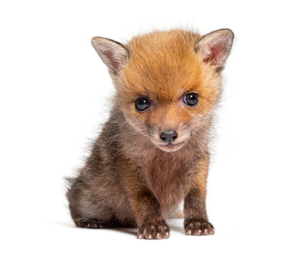 istock Sitting five weeks old Red fox cub looking at the camera, isolated on white 1927883098