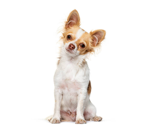 istock Sitting Chihuahua looking at the camera, isolated on white 1927884146
