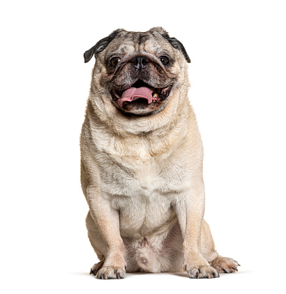 Old pug panting, isolated on white