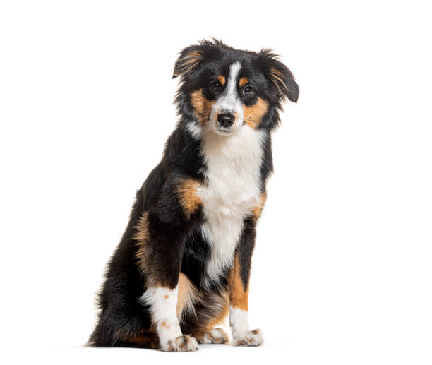 istock Cute sitting Mongrel Dog looking at the camera, isolated on white 1927884707