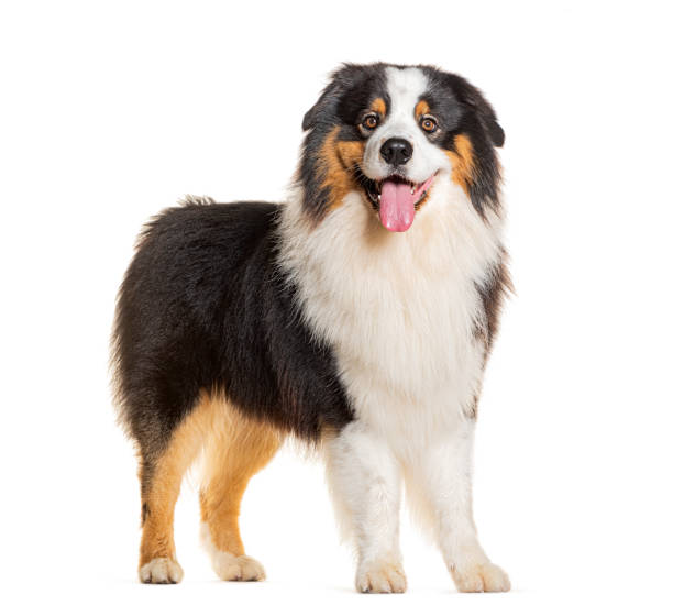 istock Australian Shepherd standing and panting, isolated on white 1927884729