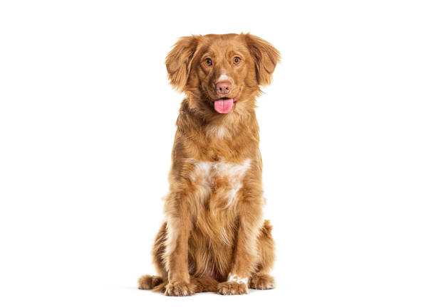 istock Sitting Nova Scotia Duck Tolling Retriever panting, isolated on white 1927884752
