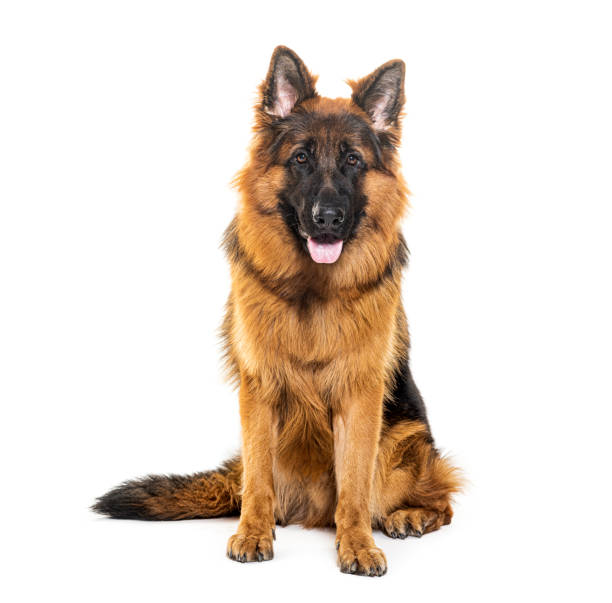istock Sitting and panting German shepherd, isolated on white 1927885286