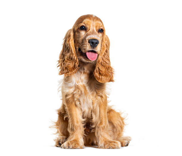 istock Sitting English cocker spaniel looking away, isolated on white 1927885806