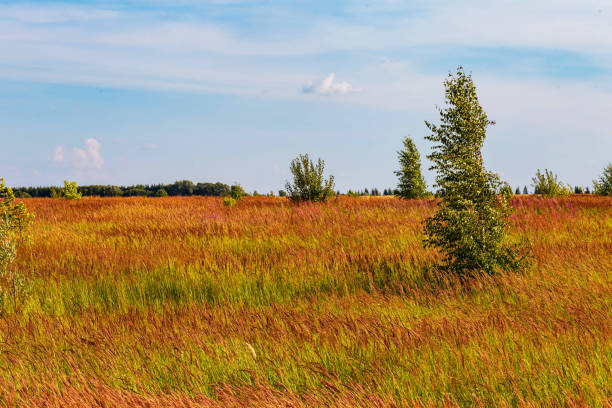 A single tree stands tall in an open field, with long grass in the foreground catching the golden light of sunset.