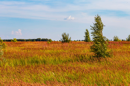 rural landscape with grass and young trees in Chuvashia