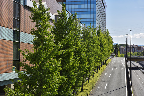 Fresh green trees and roads. Tokyo Japan.