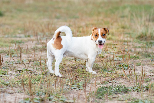 Jack Russell Terrier on a walk, taken in the light of the setting sun