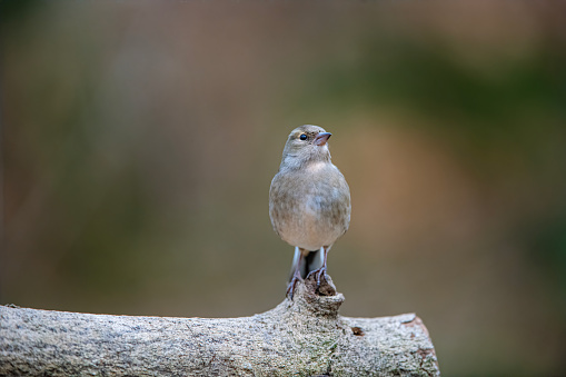 Birds in woods Nature