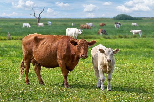 Brown cow and light-colored calf standing on a flowering pasture and looking into the camera - Koserow, Usedom Island, Germany