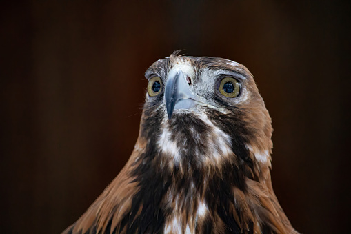 Portrait of Golden Eagle close up. Eagle head