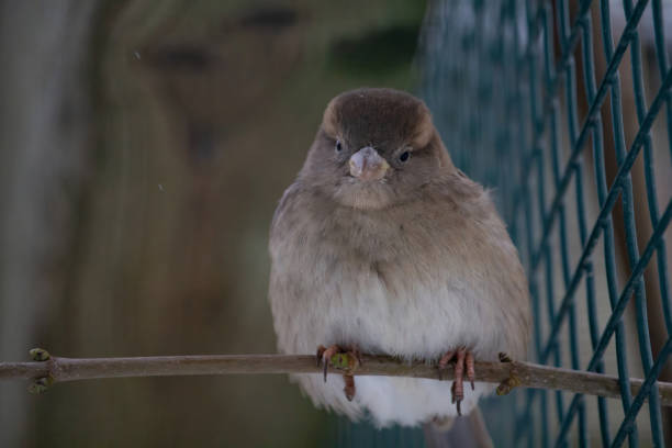 istock Sparrow on a branch in the autumn or winter 1927982127