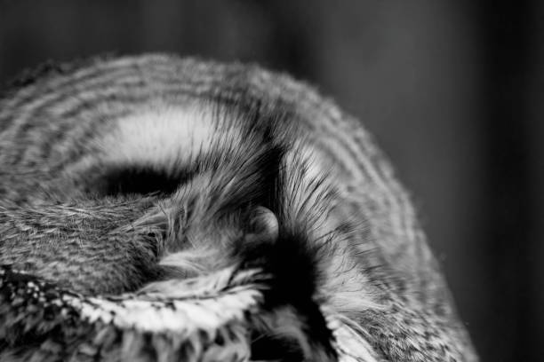 The great grey owl or great gray owl - Strix nebulosa is very large owl. Wild bird. Close up head, face.