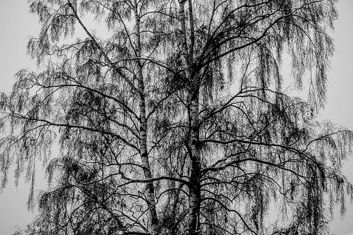 Beautiful landscape with birches. Black and white panorama with birches in retro style. Birch grove in autumn. The trunks of birch trees. Black and white.