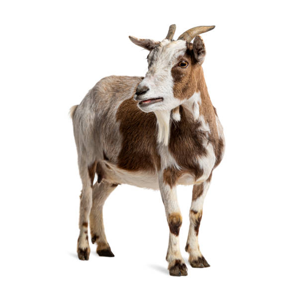 istock Tibetan Pigmy Goat facing at the camera, isolated on white 1927990491