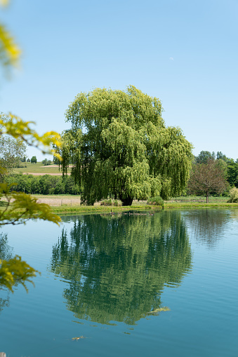 A weeping willow reflects alone against a pond and blue sky in the country summer time