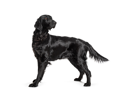 Side view of a Black Flatcoat Retriever dog standing and looking back, isolated on white