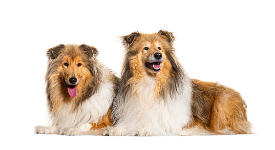 Side view of two Rough Collie dogs, isolated on white