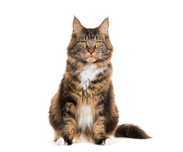 istock Maine coon cat, isolated on white 1928002064