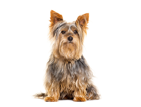 Yorkshire terrier sitting looking at the camera, isolated on white