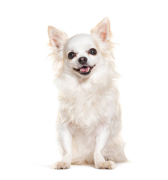 istock Cute white Chihuahua panting anf looking at the camera, isolated on white 1928002093