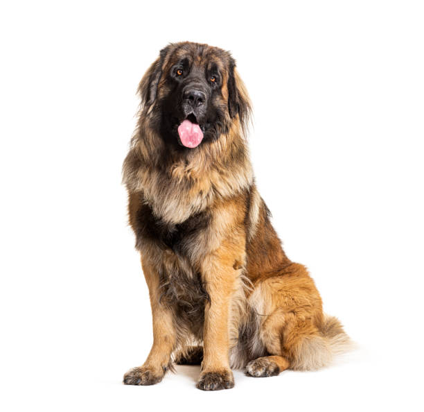 Smiling German Shepherd retriever from a top view on a grass background. German Shepherd looking at camera.