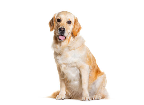 istock Sitting Gloden Retriever Panting, isolated on white 1928003185
