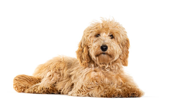 istock Labradoodle looking at the camera, isolated on white 1928003735