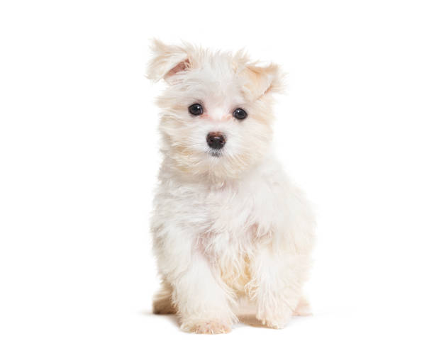 istock Sitting Maltese puppy looking at the camera, Three months old, isolated on white 1928004266