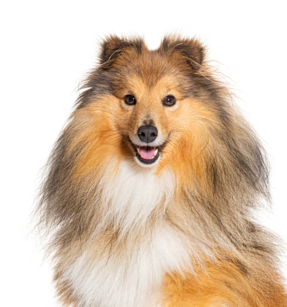 istock Head shot of Happy Sheltie panting, isolated on white 1928004312