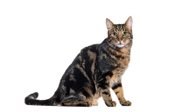 istock Side view of a Crossbreed cat, isolated on white 1928004844