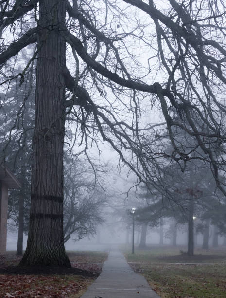 istock a large tree that is standing next to a pathway in the fog 1928030871