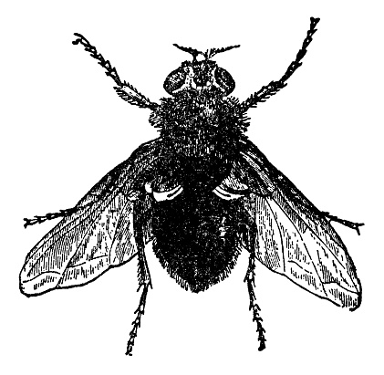 An Orange-bearded Blue Bottle Fly insect (calliphora vomitoria). Vintage etching circa 19th century.